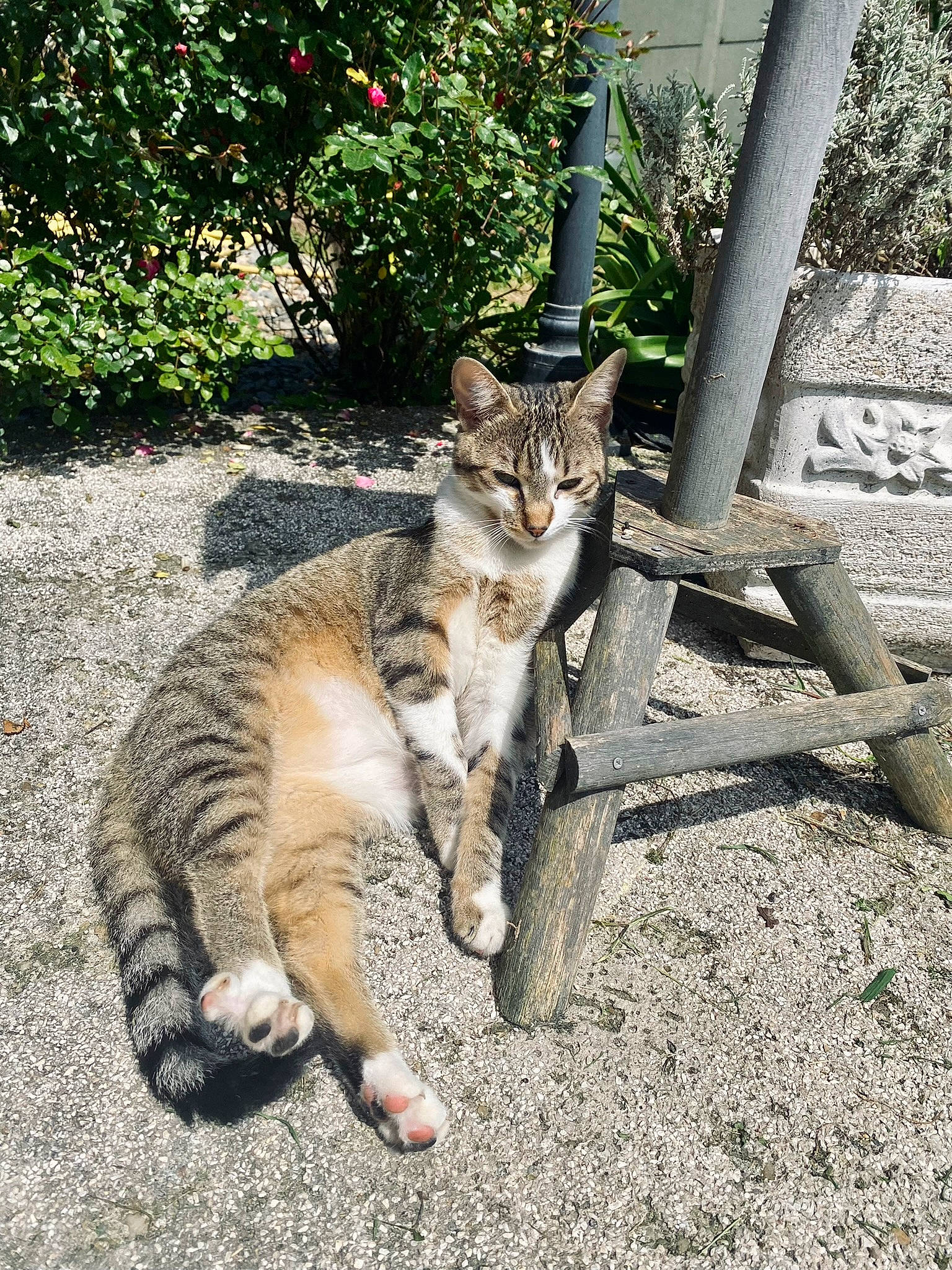Saga participe au concours pour gagner de l'argent avec cette photo : asphalt, carnivore, cat, domestic_short_haired_cat, fawn, felidae, flower, fur, grass, mammal, paw, plant, road, road_surface, small_to_medium_sized_cats, snout, tail, terrestrial_animal, whiskers, wildlife