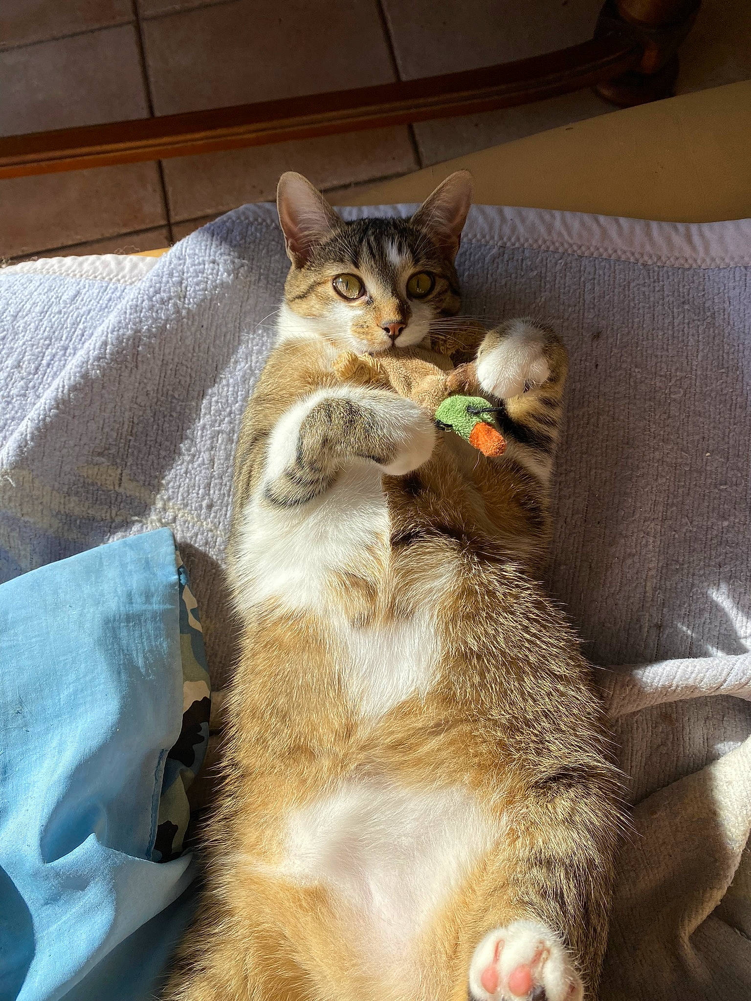 Saga a rejoint le concours — aidez-le/la à gagner de superbes lots ! carnivore, cat, cat_supply, claw, comfort, domestic_short_haired_cat, fawn, felidae, fur, linens, nap, paw, small_to_medium_sized_cats, tail, whiskers