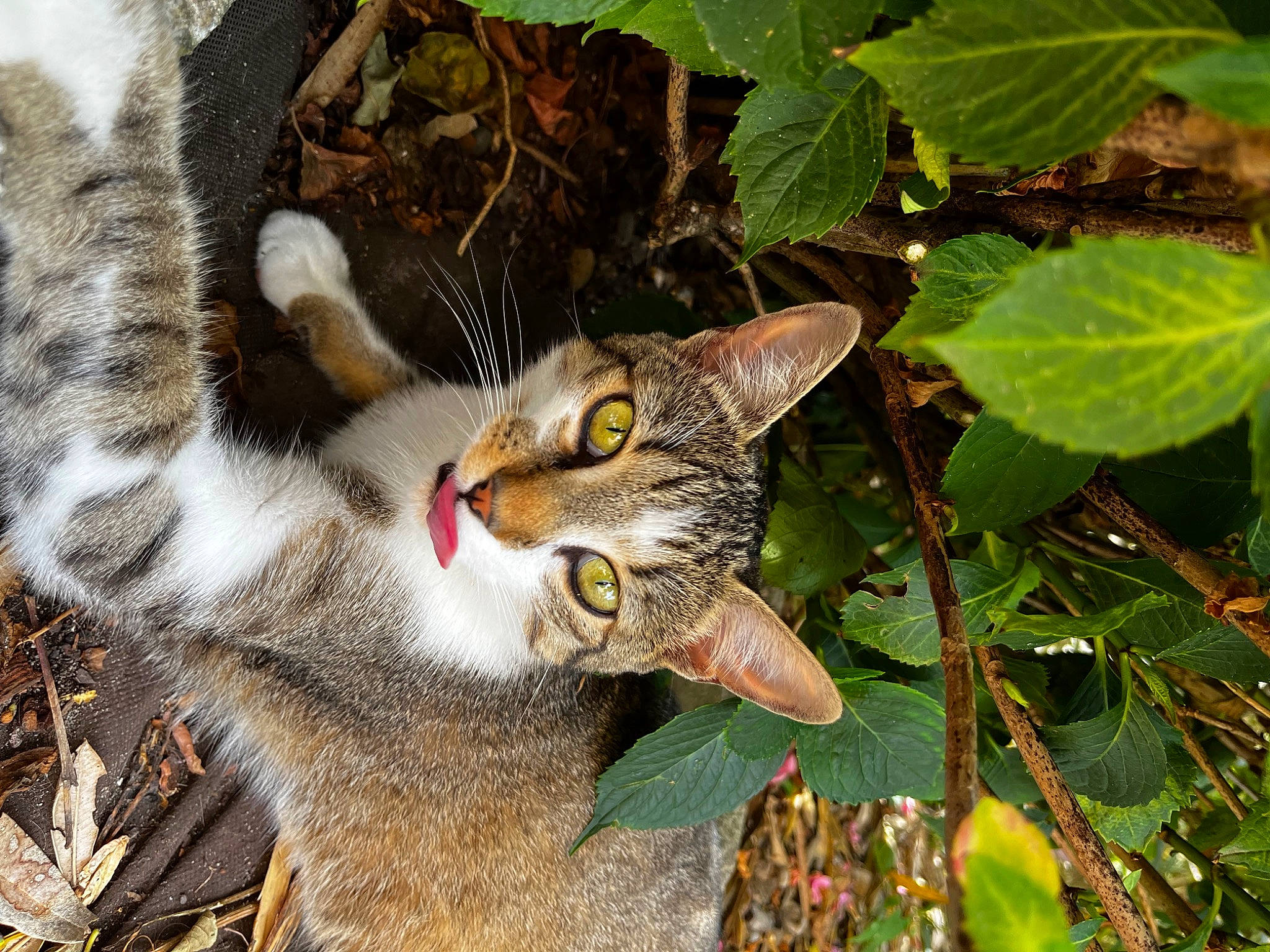 Saga participe au concours pour gagner de l'argent avec cette photo : carnivore, cat, claw, domestic_short_haired_cat, fawn, felidae, fur, grass, leaf, paw, plant, small_to_medium_sized_cats, snout, tail, terrestrial_animal, terrestrial_plant, tree, twig, whiskers, wildlife
