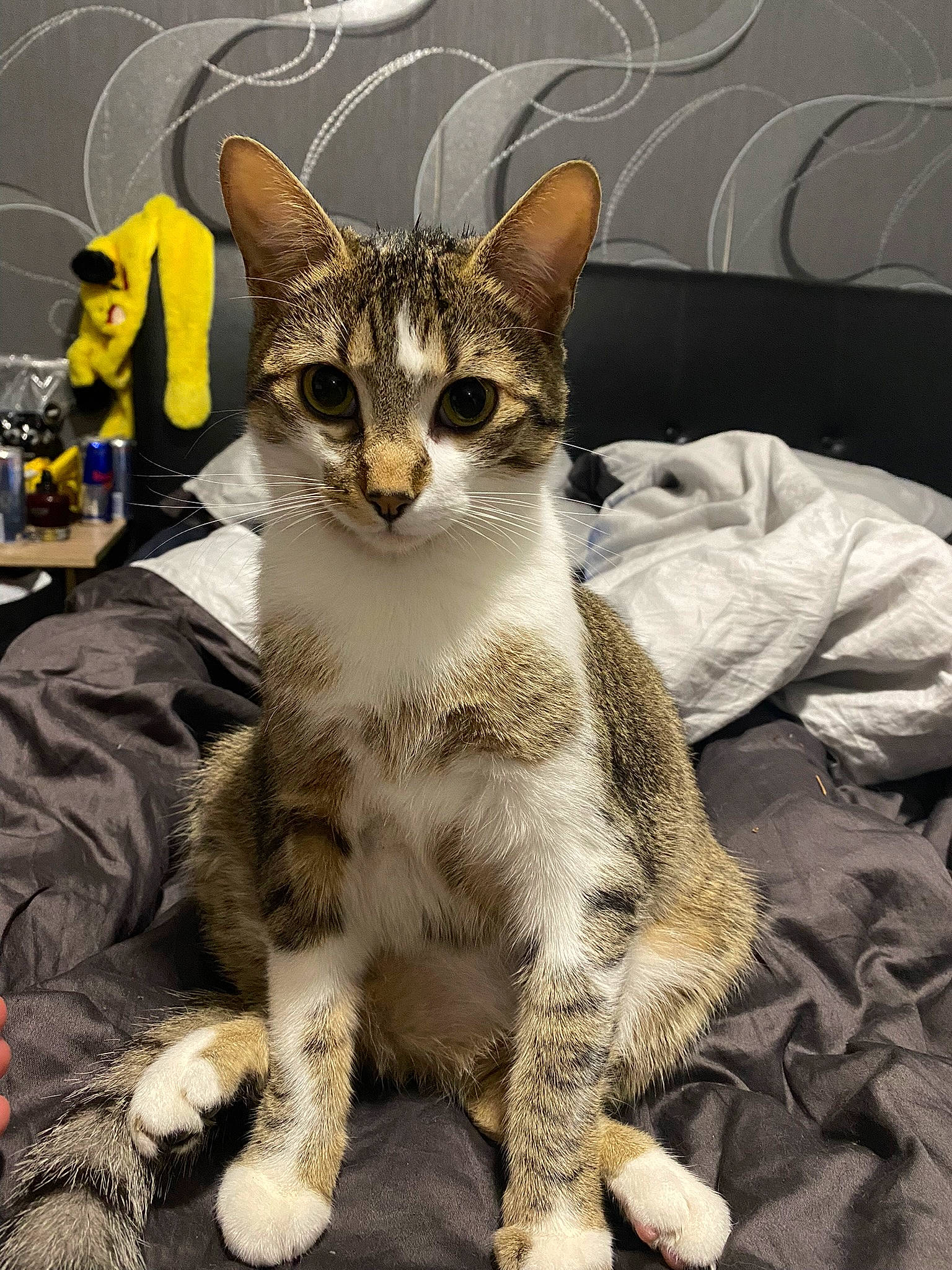 Saga a rejoint le concours — aidez-le/la à gagner de superbes lots ! carnivore, cat, claw, comfort, domestic_short_haired_cat, felidae, fur, paw, small_to_medium_sized_cats, tail, terrestrial_animal, whiskers