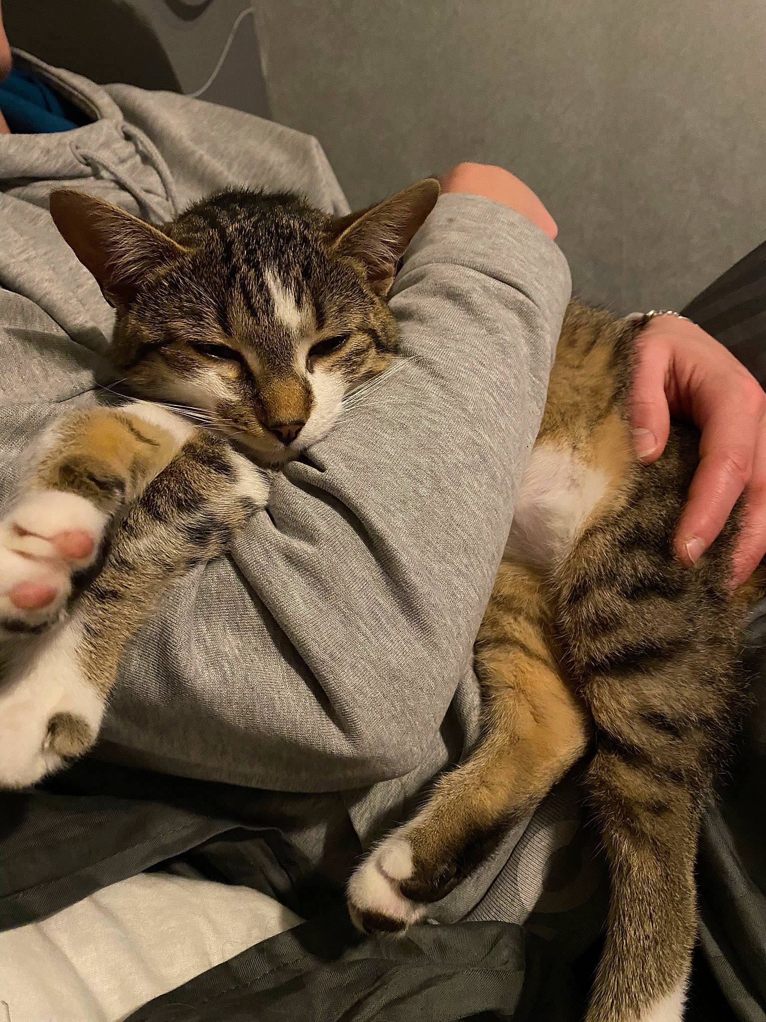 Saga a rejoint le concours — aidez-le/la à gagner de superbes lots ! carnivore, cat, claw, comfort, domestic_short_haired_cat, fawn, felidae, fur, gesture, lap, mountain, nap, paw, sitting, small_to_medium_sized_cats, snout, tail, terrestrial_animal, whiskers, wildlife