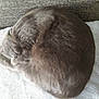 animal, blanket, cat, couch, cozy, curled_up, domestic_animal, feline, fluffy, fur, grey_fur, indoor, nap, peaceful, pet, quiet, relaxation, resting, sleeping, soft