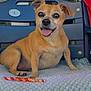 dog, pet, happy, smiling, tongue_out, brown_dog, small_dog, chew_toy, blanket, knitted, blue_chair, person_arm, red_shirt, indoor, resting, cute, domestic_animal, companionship, relaxed, furniture