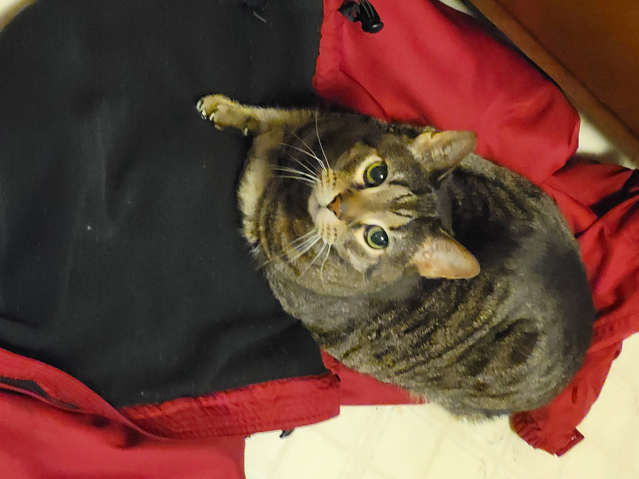 Iggy is registered to the contest to win money with this photo: bag, carnivore, cat, claw, comfort, domestic_short_haired_cat, felidae, fur, small_to_medium_sized_cats, tail, terrestrial_animal, whiskers