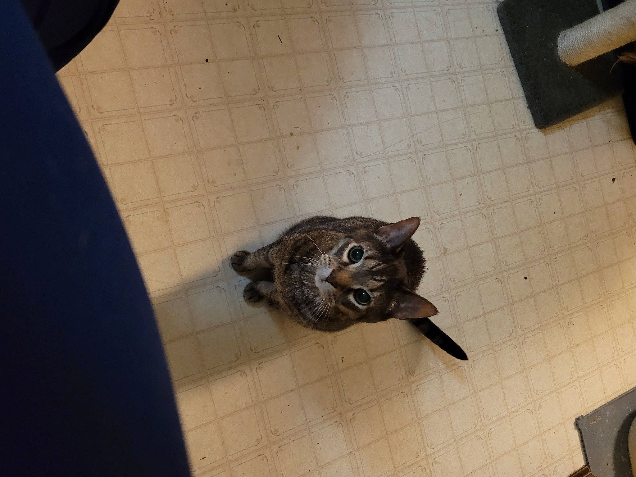 Iggy joined the competition — help win amazing prizes! carnivore, cat, cat_toy, claw, dog_breed, domestic_short_haired_cat, fawn, felidae, floor, flooring, fur, hardwood, metal, paw, small_to_medium_sized_cats, snout, tail, terrestrial_animal, whiskers, wood