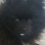 Ayko a rejoint le concours — aidez-le/la à gagner de superbes lots ! dog, black_dog, fluffy, pet, animal, lying_down, ears, eyes, fur, cute, indoor, carpet, portrait, face, small_dog, canine, resting, looking, muzzle, domestic_animal