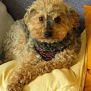 Tina a rejoint le concours — aidez-le/la à gagner de superbes lots ! dog, curly_fur, yellow_pillow, gray_couch, indoor, pet, collar, close_up, cute, relaxed, furniture, animal, mammal, companion, domestic_animal, fur, face, resting, cozy, portrait