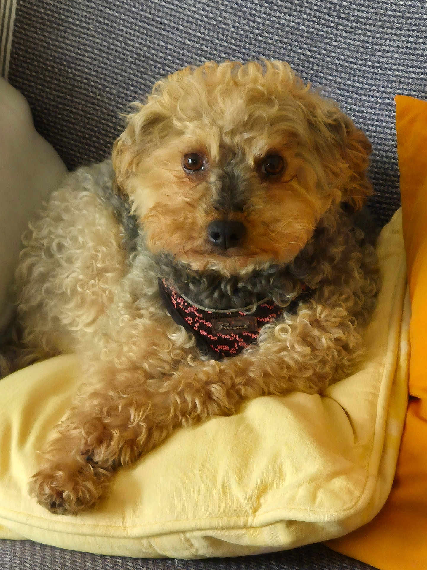 Tina a rejoint le concours — aidez-le/la à gagner de superbes lots ! dog, curly_fur, yellow_pillow, gray_couch, indoor, pet, collar, close_up, cute, relaxed, furniture, animal, mammal, companion, domestic_animal, fur, face, resting, cozy, portrait