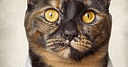 Calloway joined the competition — help win amazing prizes! cat, portrait, hat, clothing, tweed, yellow_eyes, costume, animal, feline, close_up, button, fashion, costumed_pet, serious, whiskers, mammal, pet, stylish, hat_wear, collar