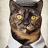 animal, button, cat, close_up, clothing, collar, costume, costumed_pet, fashion, feline, hat, hat_wear, mammal, pet, portrait, serious, stylish, tweed, whiskers, yellow_eyes