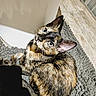 Calloway joined the competition — help win amazing prizes! cat, tortoiseshell, blue_eyes, pet, indoor, mat, curious, fur, animal, looking_up, texture, floor, domestic, whiskers, ears, close_up, cute, relaxed, resting, home