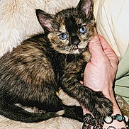 Calloway joined the competition — help win amazing prizes! kitten, cat, tortoiseshell, blue_eyes, hand, bracelet, furry, fluffy, blanket, snuggling, cute, pet, domestic_animal, resting, cozy, indoor, close_up, animal, soft, human_hand