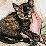 animal, blanket, blue_eyes, bracelet, cat, close_up, cozy, cute, domestic_animal, fluffy, furry, hand, human_hand, indoor, kitten, pet, resting, snuggling, soft, tortoiseshell