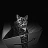 amazon_prime_box, animal, black_and_white, box, cardboard_box, cat, curious, ears, eyes, feline, floor, indoor, monochrome, pet, portrait, shadow, shipping_label, sitting, tiled_floor, whiskers