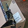 Calloway joined the competition — help win amazing prizes! cat, tortoiseshell_cat, cardboard_box, amazon_prime, green_eyes, indoor, floor, tile_floor, cat_food_bowl, orange_ball, pet, curious, animal, feline, box, closeup, domestic_cat, playful, home, container