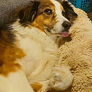 Sergent is registered to the contest to win money with this photo: animal, blanket, brown_and_white, canine, cozy, cute, dog, domestic, fluffy, fur, furniture, home, indoor, laundry_basket, lying_down, pet, pillow, relaxed, resting, tongue_out