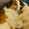 animal, blanket, brown_and_white, canine, cozy, cute, dog, domestic, fluffy, fur, furniture, home, indoor, laundry_basket, lying_down, pet, pillow, relaxed, resting, tongue_out