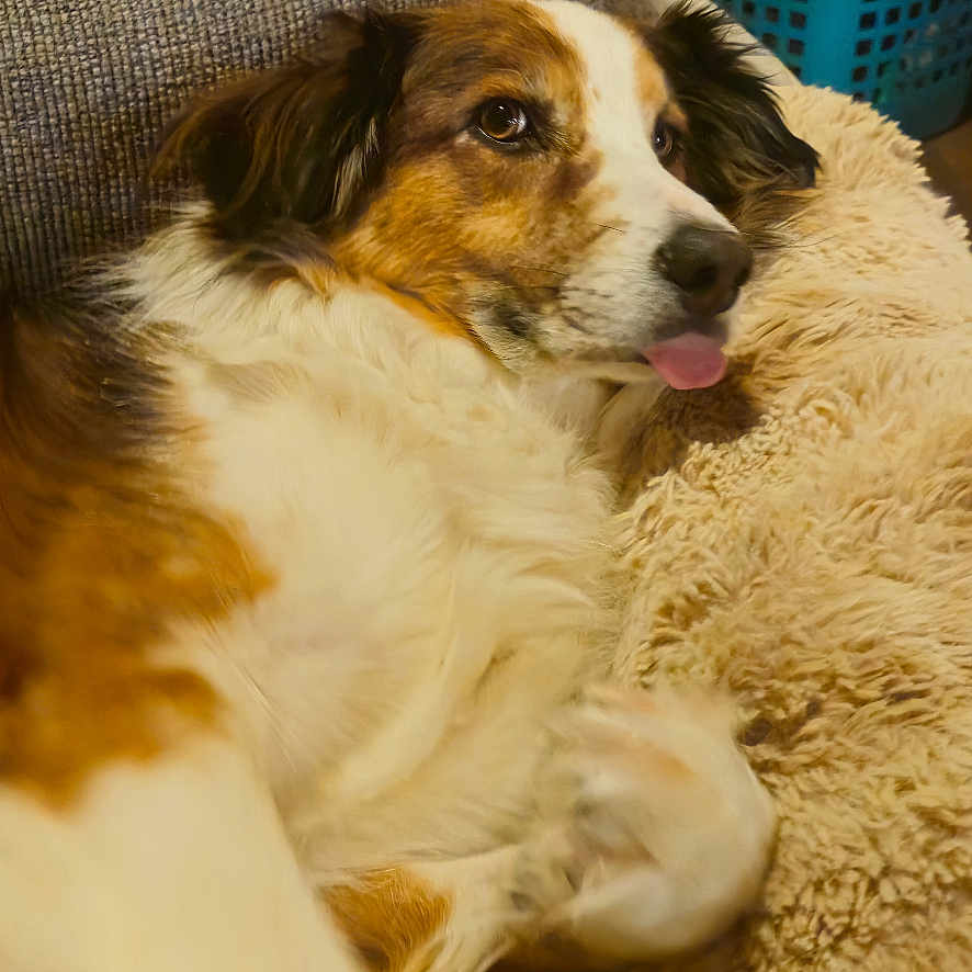Sergent is registered to the contest to win money with this photo: animal, blanket, brown_and_white, canine, cozy, cute, dog, domestic, fluffy, fur, furniture, home, indoor, laundry_basket, lying_down, pet, pillow, relaxed, resting, tongue_out