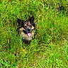 animal, canine, closeup, dog, ears_up, face, field, flora, grass, greenery, happy, hidden, nature, outdoor, pet, plants, summer, tongue, tongue_out, wild