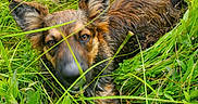 Nela joined the competition — help win amazing prizes! adventure, animal, black, brown, canine, closeup, curious, dog, ears, eyes, face, grass, greenery, leaves, nature, outdoor, pet, plants, snout, wet_fur