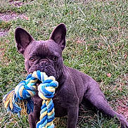 Sheldon participe au concours pour gagner de l'argent avec cette photo : dog, french_bulldog, pet, grass, toy, rope_toy, playful, animal, outdoor, canine, ears, mouth, eyes, fur, mischievous, sitting, nature, companion, chew_toy, playtime