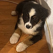 Alya participe au concours pour gagner de l'argent avec cette photo : puppy, dog, tricolor, floor, wooden_floor, indoor, pet, animal, cute, fur, paw, laying_down, corner, young, adorable, companion, domestic, mammal, brown, black