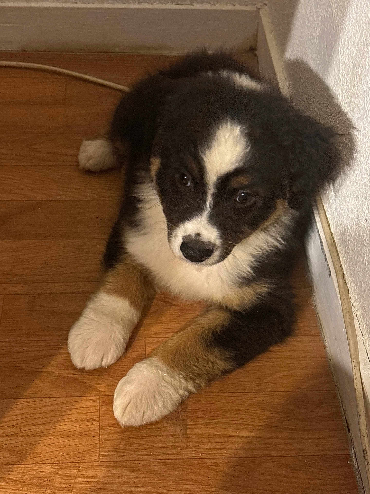 Alya participe au concours pour gagner de l'argent avec cette photo : puppy, dog, tricolor, floor, wooden_floor, indoor, pet, animal, cute, fur, paw, laying_down, corner, young, adorable, companion, domestic, mammal, brown, black