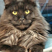 Zion a rejoint le concours — aidez-le/la à gagner de superbes lots ! cat, fluffy, yellow_eyes, dark_fur, pet, animal, feline, close_up, portrait, indoor, relaxed, paws, face, whiskers, fur, mammal, cute, looking, resting, domestic_cat