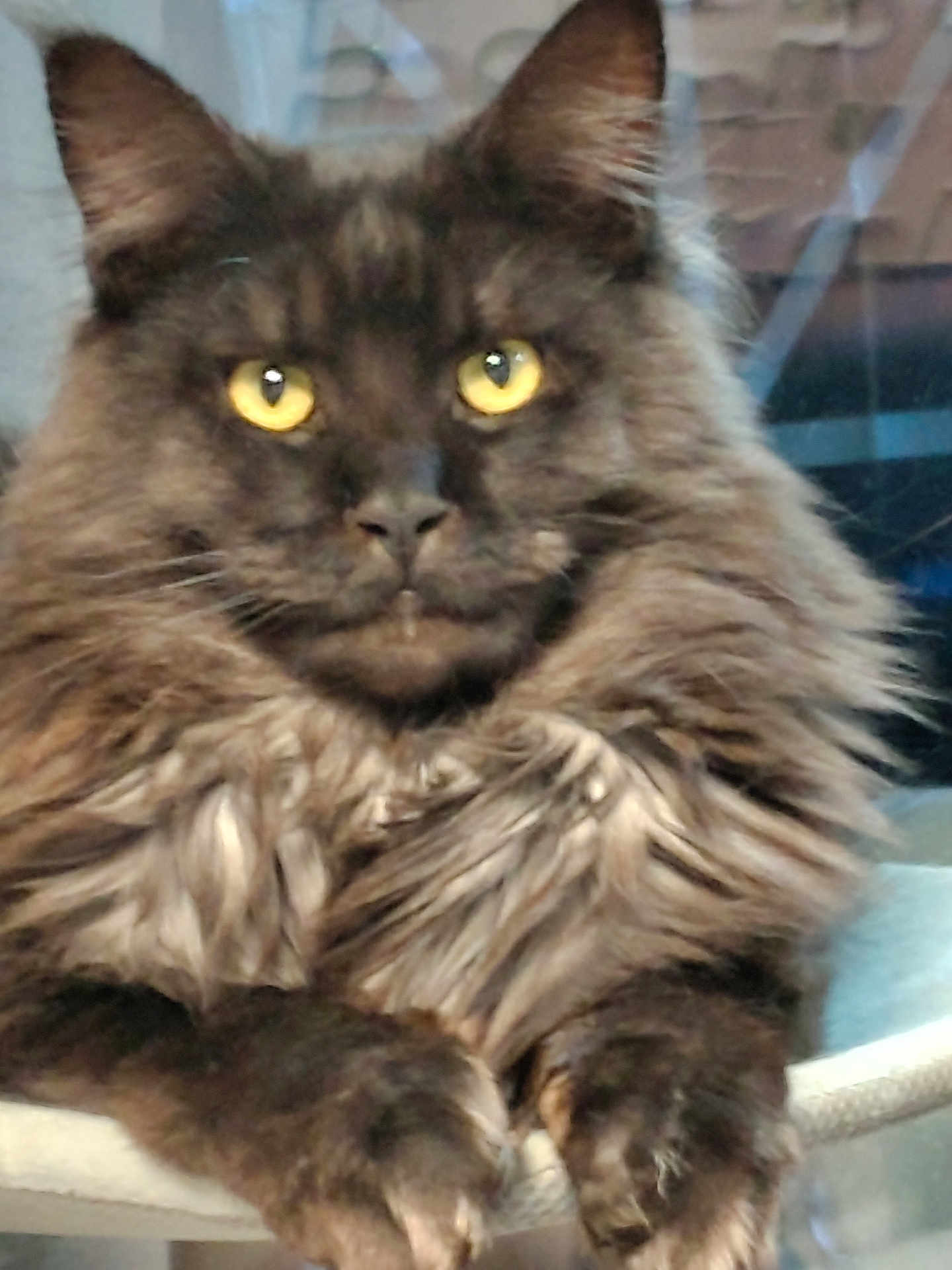 Zion a rejoint le concours — aidez-le/la à gagner de superbes lots ! cat, fluffy, yellow_eyes, dark_fur, pet, animal, feline, close_up, portrait, indoor, relaxed, paws, face, whiskers, fur, mammal, cute, looking, resting, domestic_cat