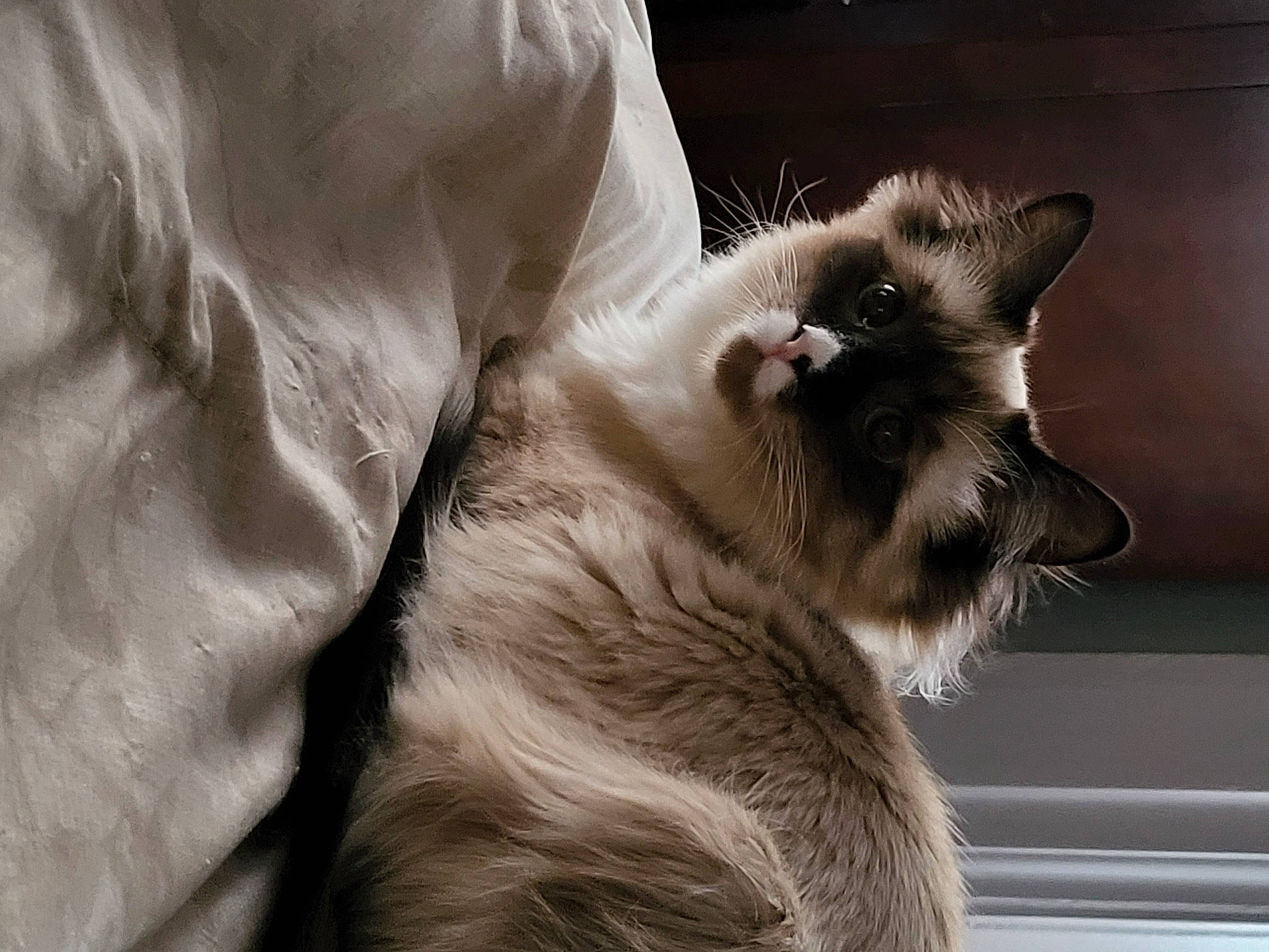 Dutchess joined the competition — help win amazing prizes! balinese, birman, carnivore, cat, claw, comfort, companion_dog, fawn, felidae, fur, grey, paw, ragdoll, siamese, small_to_medium_sized_cats, snout, tail, thai, tonkinese, whiskers