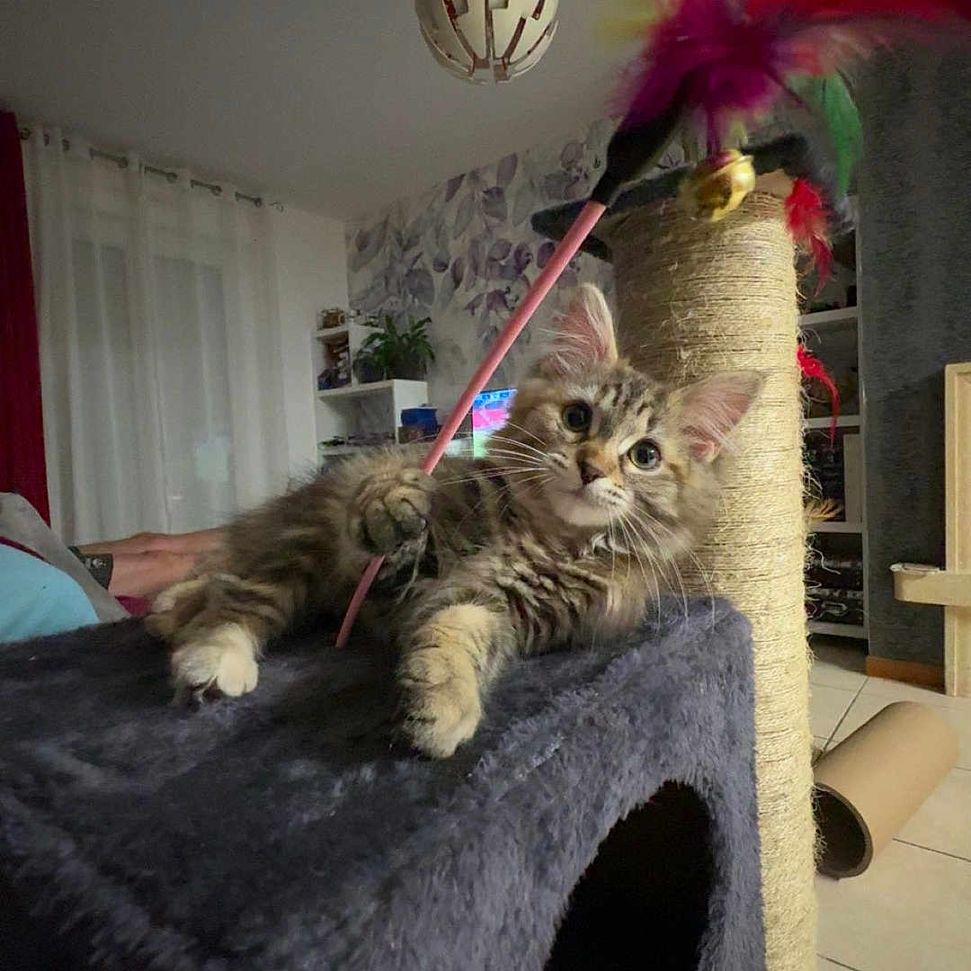 Willow a rejoint le concours — aidez-le/la à gagner de superbes lots ! animal, architecture, building, cat, couch, cushion, face, furniture, head, indoors, interiordesign, kitten, livingroom, person, pet, photography, plant, portrait, pottedplant, room