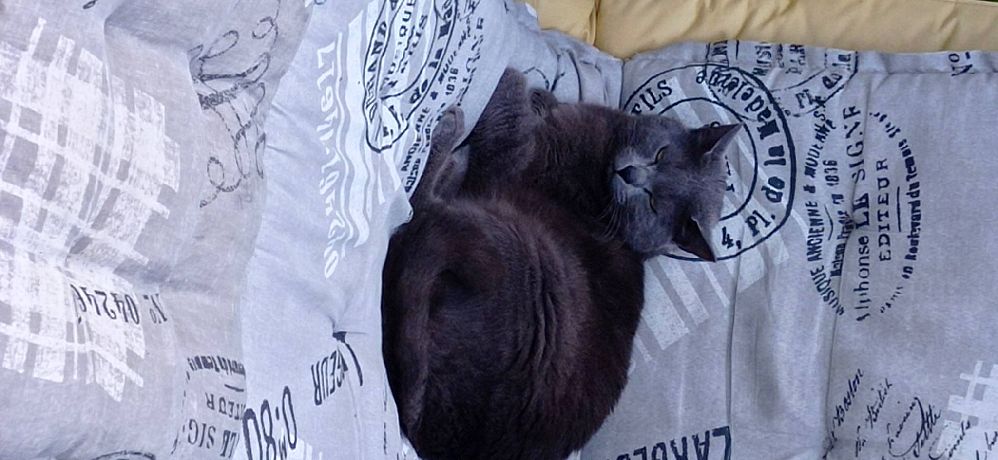 Nahia participe au concours pour gagner de l'argent avec cette photo : black_cat, carnivore, cat, claw, comfort, domestic_short_haired_cat, felidae, font, fur, grey, linens, nap, russian_blue, sleep, sleeve, small_to_medium_sized_cats, tail, terrestrial_animal, textile, whiskers