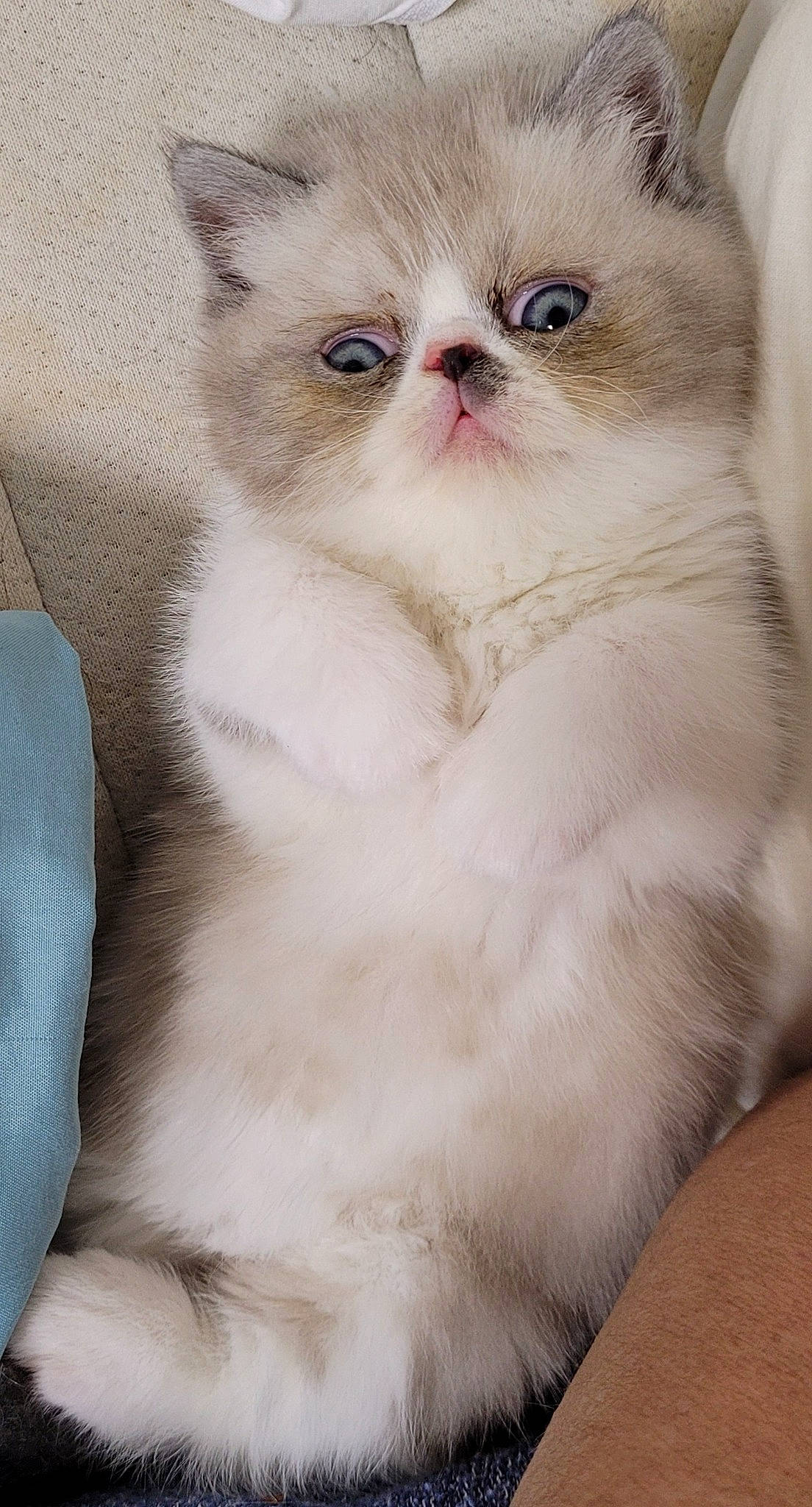 U'Stone a rejoint le concours — aidez-le/la à gagner de superbes lots ! carnivore, cat, claw, domestic_short_haired_cat, fawn, felidae, fur, paw, small_to_medium_sized_cats, snout, terrestrial_animal, whiskers