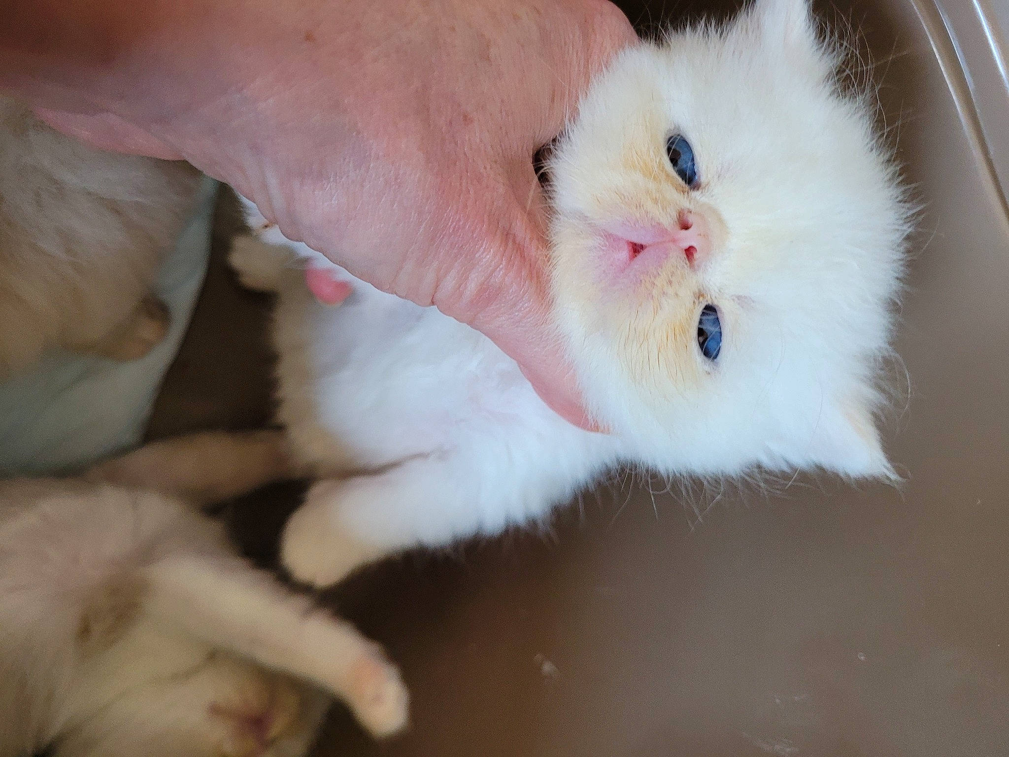 U'Stone participe au concours pour gagner de l'argent avec cette photo : carnivore, cat, claw, domestic_short_haired_cat, felidae, foot, fur, gesture, liquid, nail, paw, pet_supply, small_to_medium_sized_cats, whiskers