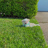Bentley is registered to the contest to win money with this photo: puppy, grass, lawn, dog, outdoor, sunlight, house, brick, shrub, greenery, pet, small_dog, cute, front_yard, daylight, canine, relaxing, nature, residential, adorable