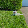 puppy, grass, lawn, dog, outdoor, sunlight, house, brick, shrub, greenery, pet, small_dog, cute, front_yard, daylight, canine, relaxing, nature, residential, adorable