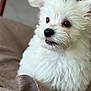Bentley is registered to the contest to win money with this photo: animal, blanket, closeup, companion, cozy, cute, dog, domestic_animal, ears, face, fluffy, fur, indoors, mouth, pet, portrait, puppy, small_dog, soft, white_fur