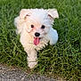 Bentley joined the competition — help win amazing prizes! adorable, animal, closeup, cute, daylight, dog, fur, grass, ground, happy, nature, outdoor, pet, playful, puppy, running, small_dog, tongue_out, white_fur, young