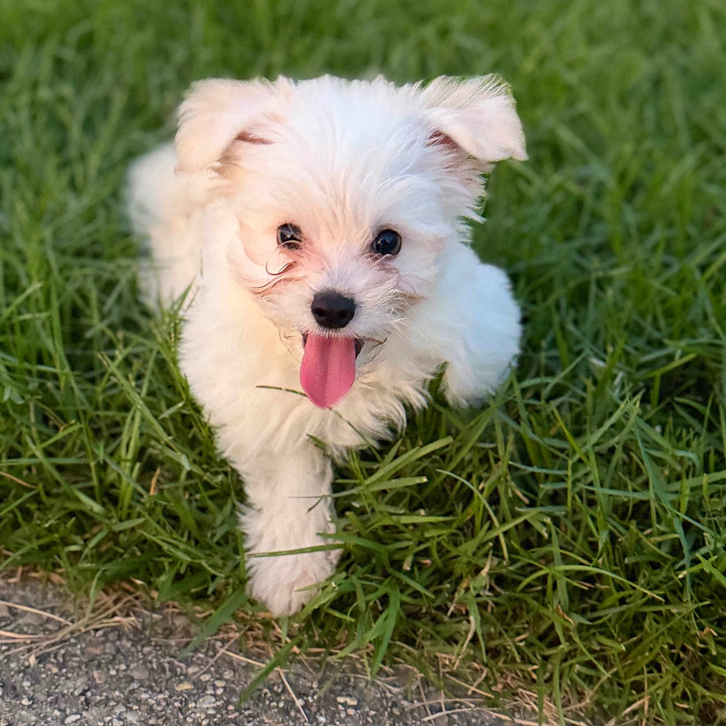 Bentley joined the competition — help win amazing prizes! adorable, animal, closeup, cute, daylight, dog, fur, grass, ground, happy, nature, outdoor, pet, playful, puppy, running, small_dog, tongue_out, white_fur, young