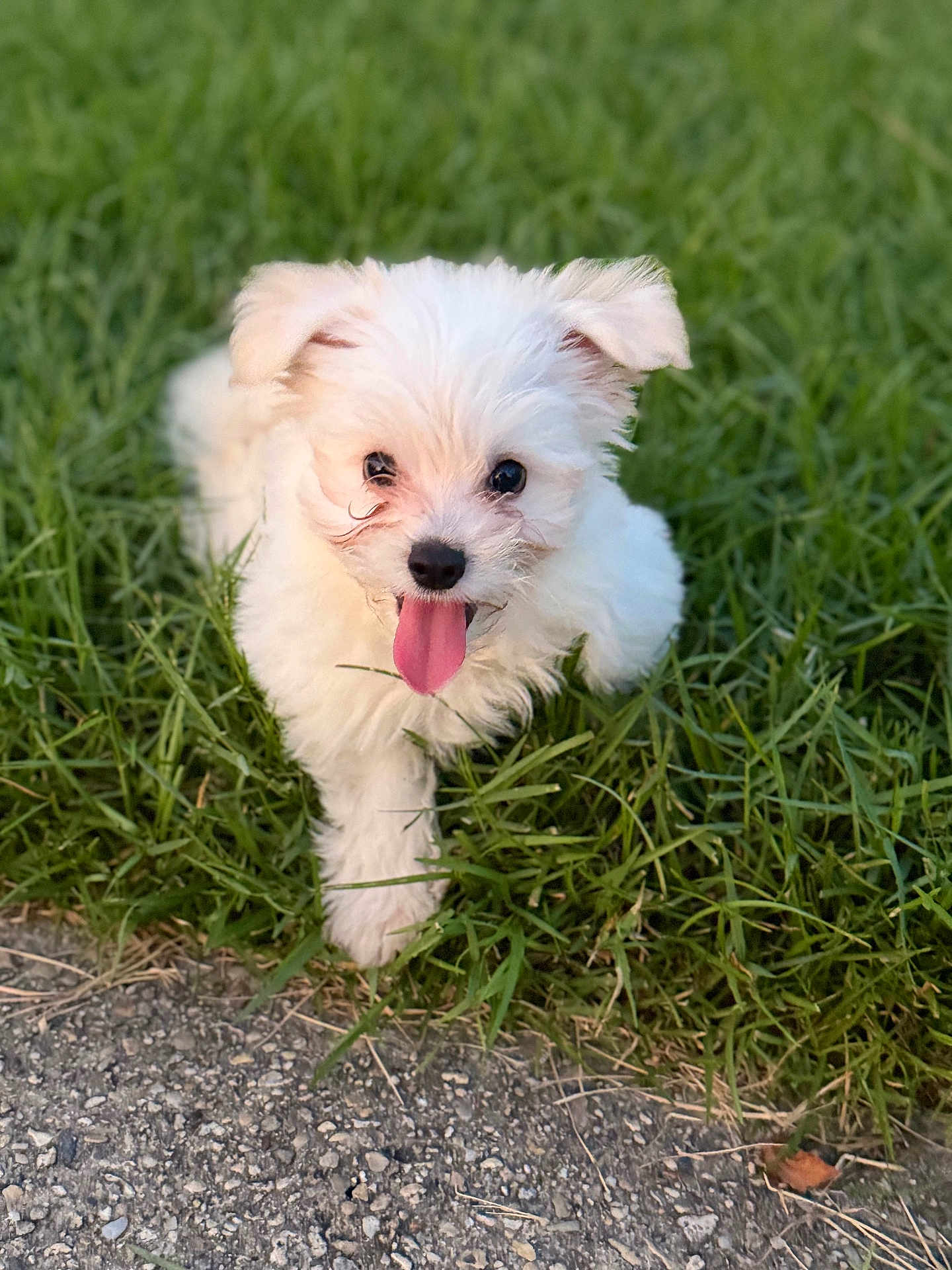 Bentley