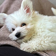 Bentley is registered to the contest to win money with this photo: adorable, animal, blanket, closeup, companion, cozy, cute, dog, fluffy, fur, indoor, lying_down, paw, pet, puppy, relaxed, resting, soft, white, young