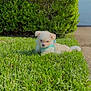 Bentley is registered to the contest to win money with this photo: puppy, dog, grass, greenery, hedge, house, sunny, outdoor, pet, small, cute, fluffy, young, animal, daylight, nature, residential, frontyard, canine, leisure