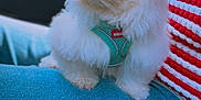 Bentley joined the competition — help win amazing prizes! car_interior, close_up, cute, denim, dog, fluffy, harness, jeans, lap, outdoor_light, person, pet, puppy, red_and_white, seat, side_view, sitting, striped_sweater, white_fur, window