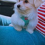 car_interior, close_up, cute, denim, dog, fluffy, harness, jeans, lap, outdoor_light, person, pet, puppy, red_and_white, seat, side_view, sitting, striped_sweater, white_fur, window