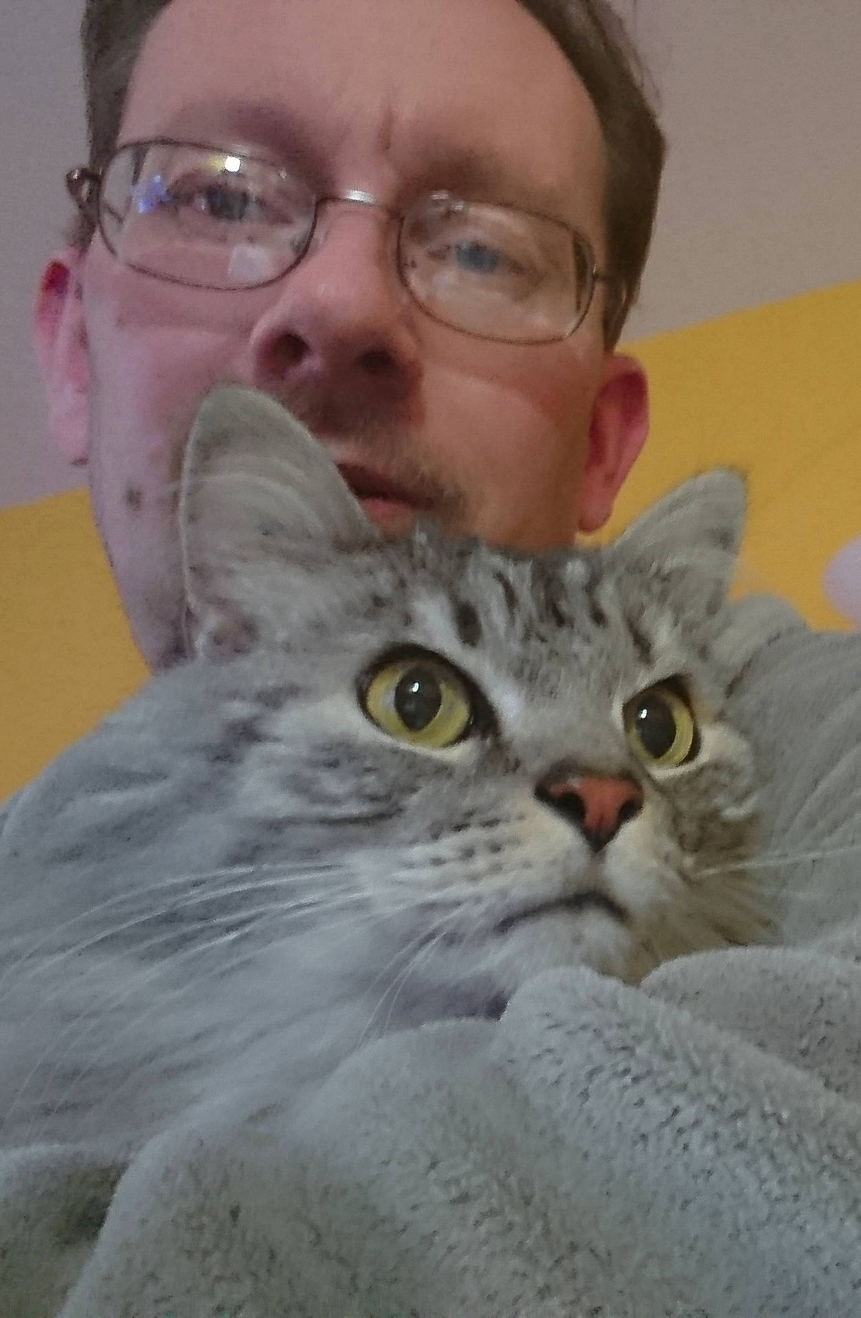 Neptune a rejoint le concours — aidez-le/la à gagner de superbes lots ! american_shorthair, asian, australian_mist, british_longhair, british_semi_longhair, burmilla, carnivore, cat, domestic_short_haired_cat, european_shorthair, felidae, mammal, person, siberian, singapura, small_to_medium_sized_cats, tabby_cat, whiskers