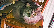 Neptune participe au concours pour gagner de l'argent avec cette photo : american_curl, asian_semi_longhair, carnivore, cat, domestic_long_haired_cat, domestic_short_haired_cat, felidae, maine_coon, norwegian_forest_cat, ragamuffin, siberian, small_to_medium_sized_cats, whiskers