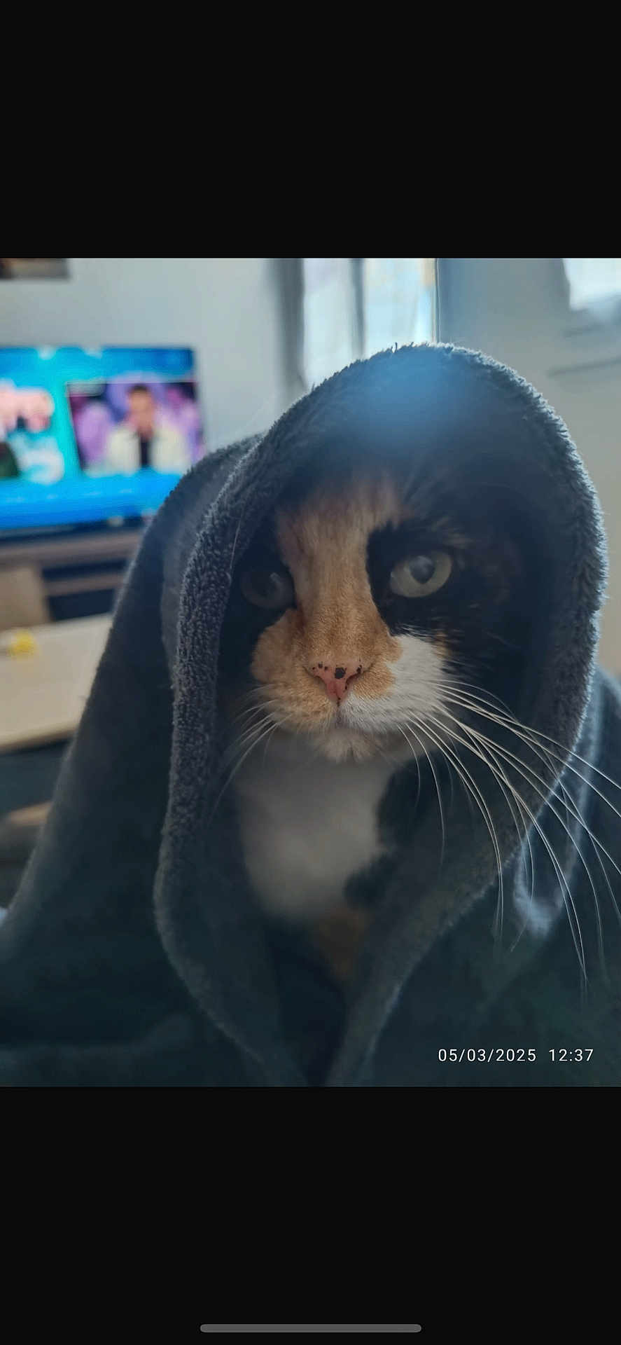Nala