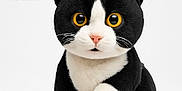 Fresh a rejoint le concours — aidez-le/la à gagner de superbes lots ! cat, plush_toy, black_and_white, yellow_eyes, real_cat, cat_tree, pet, animal, cute, soft_toy, feline, close_up, indoor, fur, whiskers, ears, paws, sitting, portrait, comparison