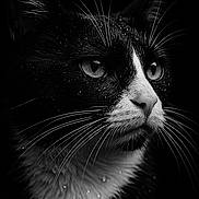 Fresh participe au concours pour gagner de l'argent avec cette photo : cat, tuxedo_cat, close_up, black_and_white, portrait, whiskers, water_droplets, animal, pet, feline, face, fur, eyes, nose, dark_background, dramatic_lighting, profile, macro, sharp_focus, wildlife