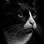 Fresh participe au concours pour gagner de l'argent avec cette photo : cat, tuxedo_cat, close_up, black_and_white, portrait, whiskers, water_droplets, animal, pet, feline, face, fur, eyes, nose, dark_background, dramatic_lighting, profile, macro, sharp_focus, wildlife